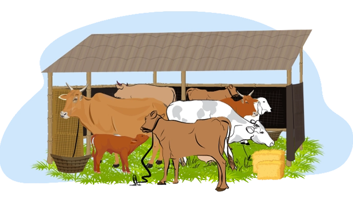 She builds a cattle shed for effective  cattle management 