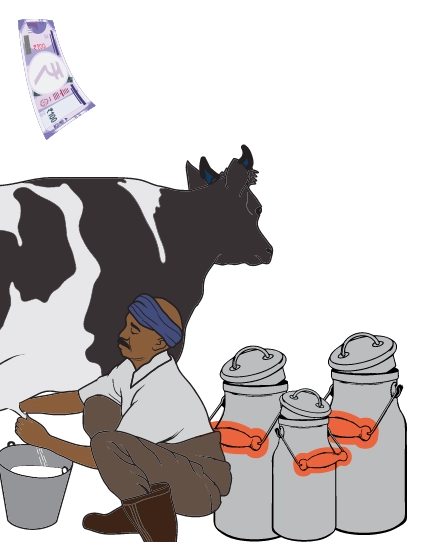 A person milking cow